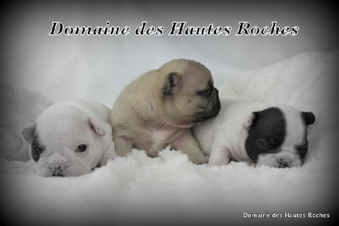 Du Domaine Des Hautes Roches - Les 3 princesses !!!