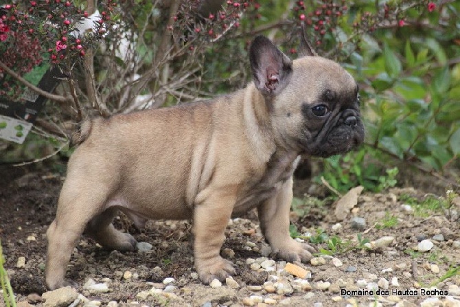 Du Domaine Des Hautes Roches - Lulu Castagnette disponible !!!!!