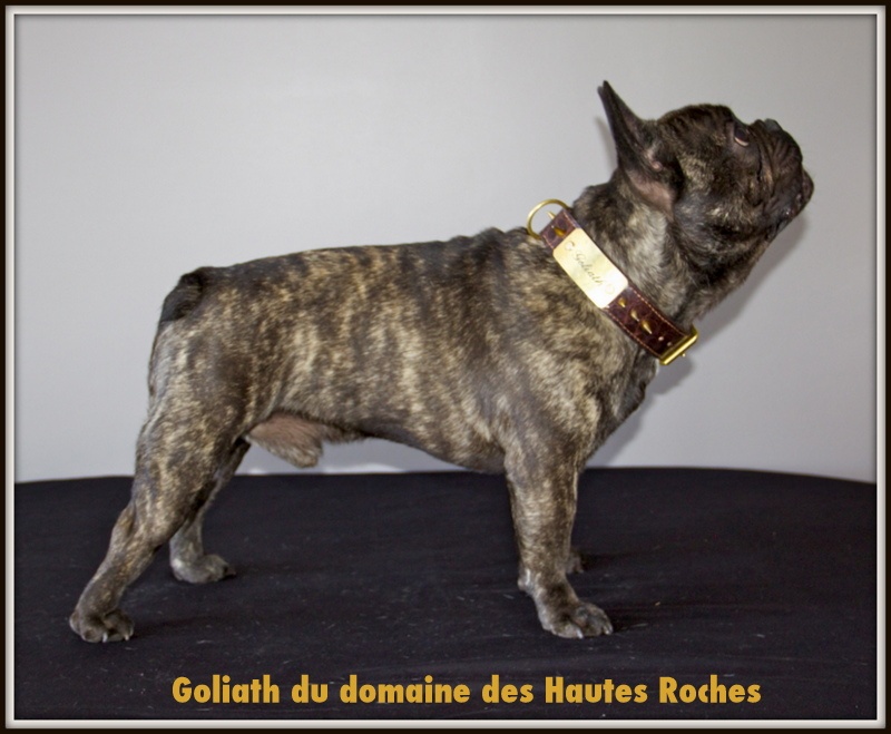 Goliath Du Domaine Des Hautes Roches