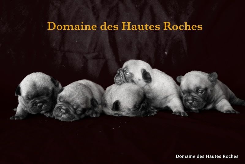 Du Domaine Des Hautes Roches - Bouledogue français - Portée née le 20/03/2015