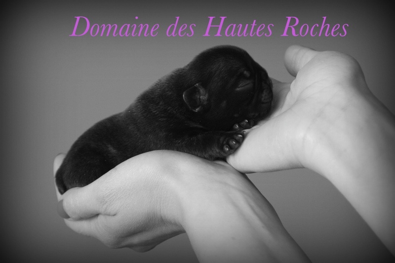 Du Domaine Des Hautes Roches - Bouledogue français - Portée née le 20/06/2013