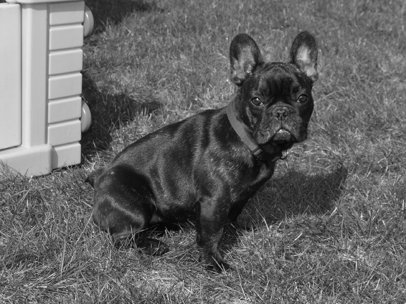 Greta garbo Du Domaine Des Hautes Roches