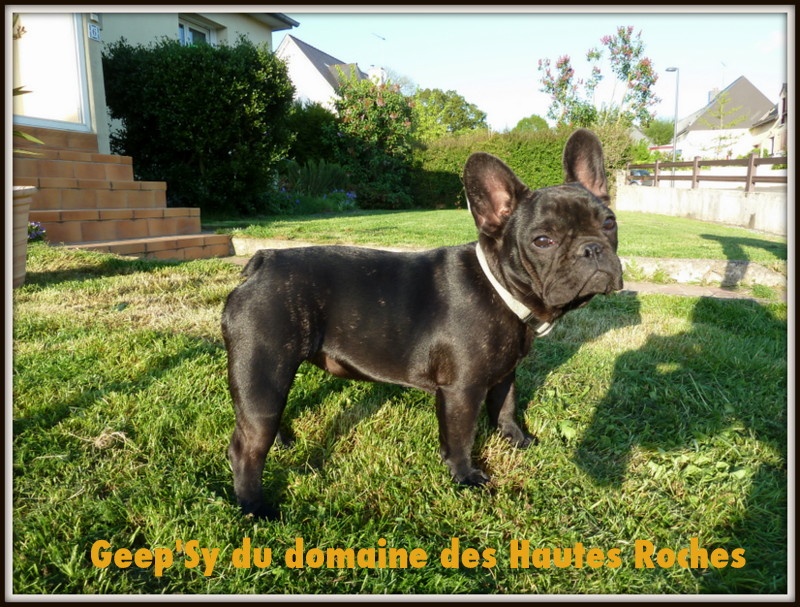 Geep'sy Du Domaine Des Hautes Roches