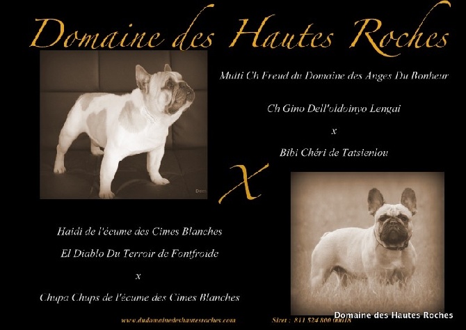 Du Domaine Des Hautes Roches - Les bébés d'Haidi et Freud sont nés !!!!!