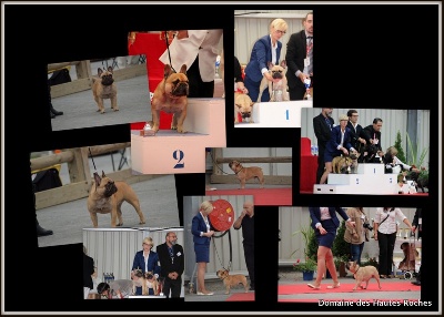 Du Domaine Des Hautes Roches - Nationale d'elevage 2013 !!!