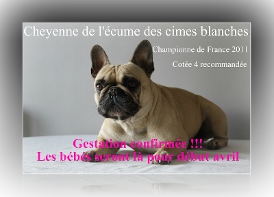 Du Domaine Des Hautes Roches - Confirmation de gestation