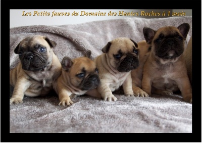 Du Domaine Des Hautes Roches - Les bébés de Cheyenne