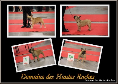 Du Domaine Des Hautes Roches - CACS LE MANS