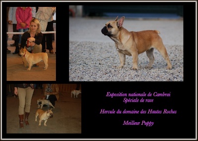 Du Domaine Des Hautes Roches - CACS CAMBRAI