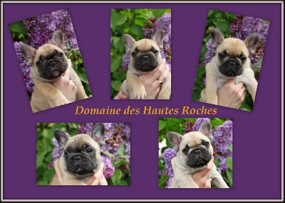 Du Domaine Des Hautes Roches - Portraits des bébés à 7 semaines