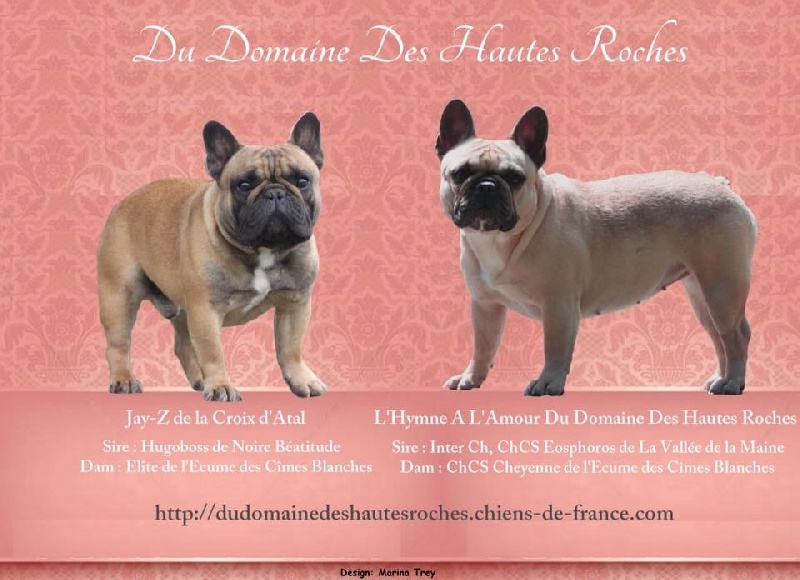 Du Domaine Des Hautes Roches - Bouledogue français - Portée née le 02/09/2016