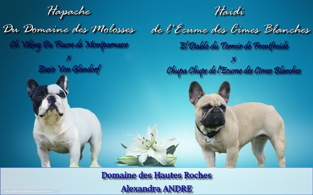 Du Domaine Des Hautes Roches - Bouledogue français - Portée née le 18/03/2017